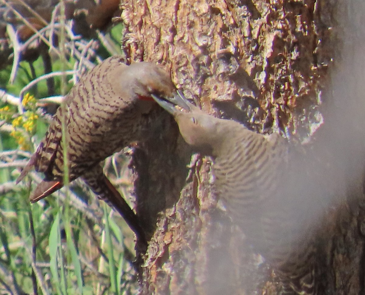 Northern Flicker - ML638998001