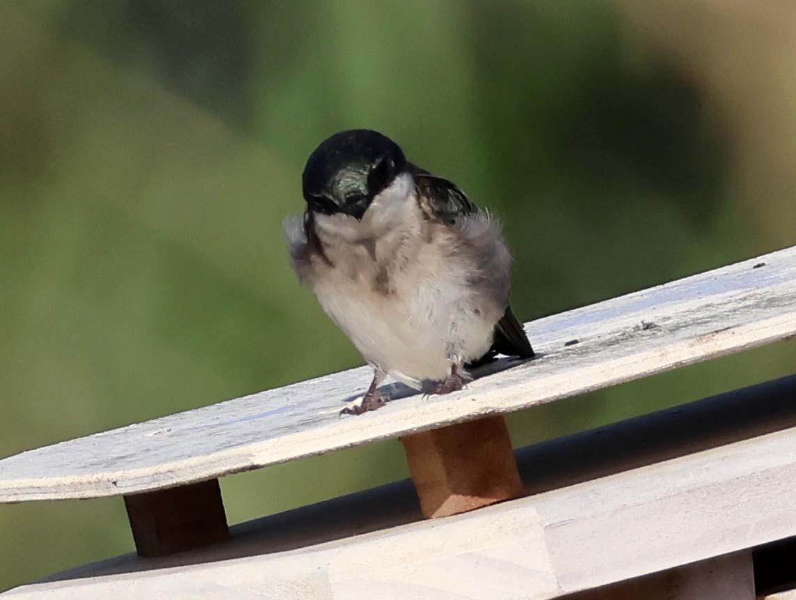 Tree Swallow - ML638998008