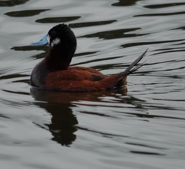 Andean Duck - ML638998031