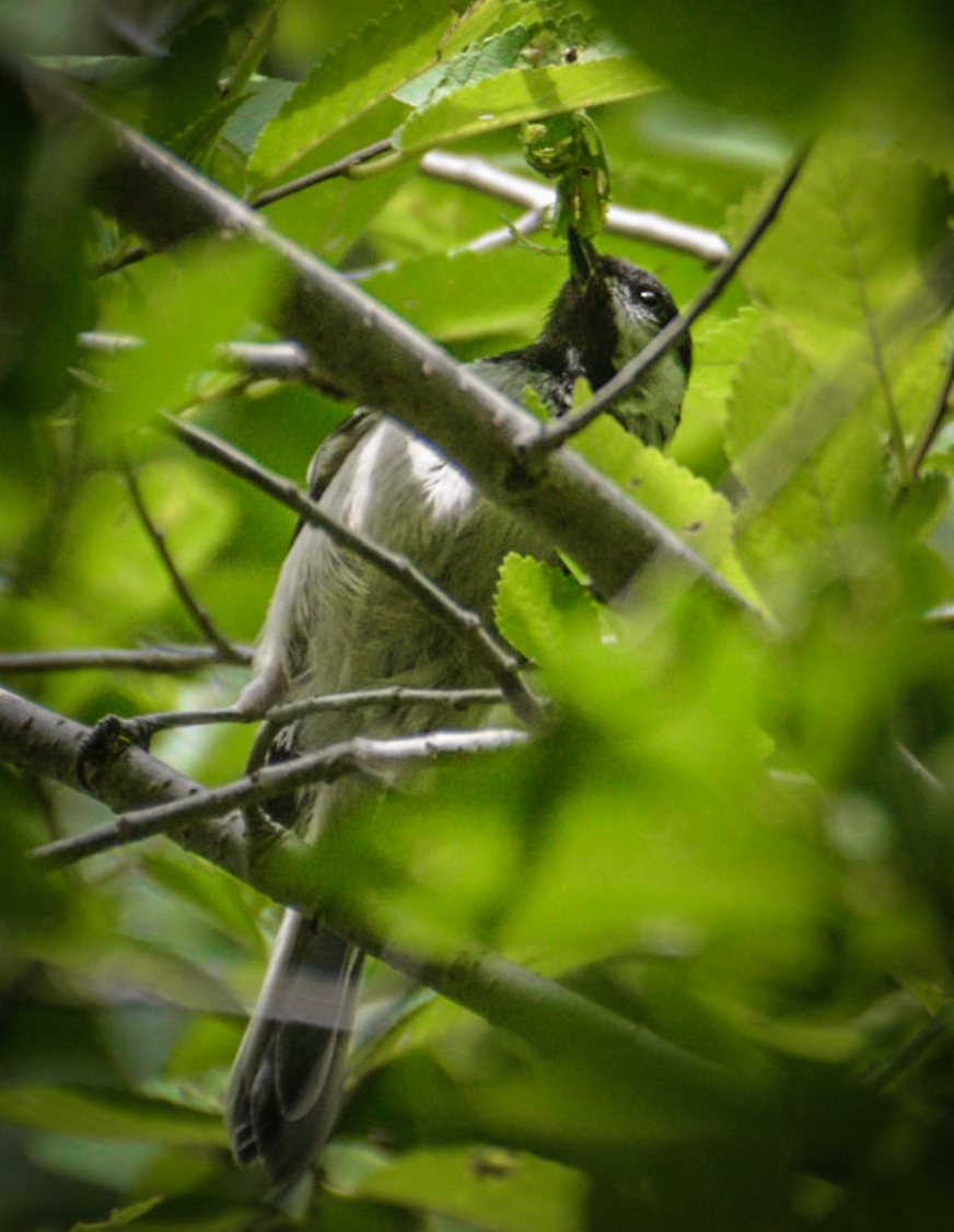 Black-capped Chickadee - ML638998036