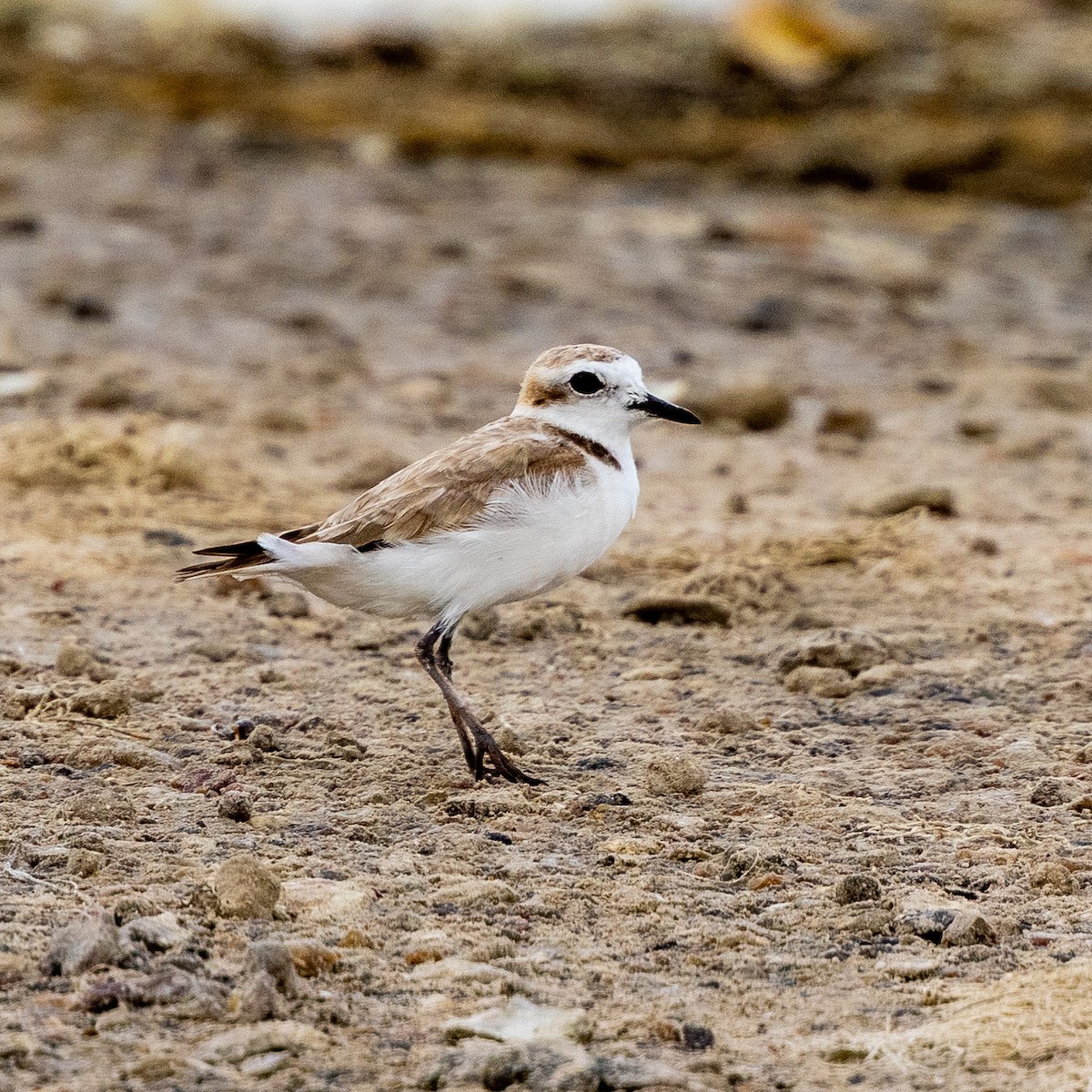 Snowy Plover - ML638998037