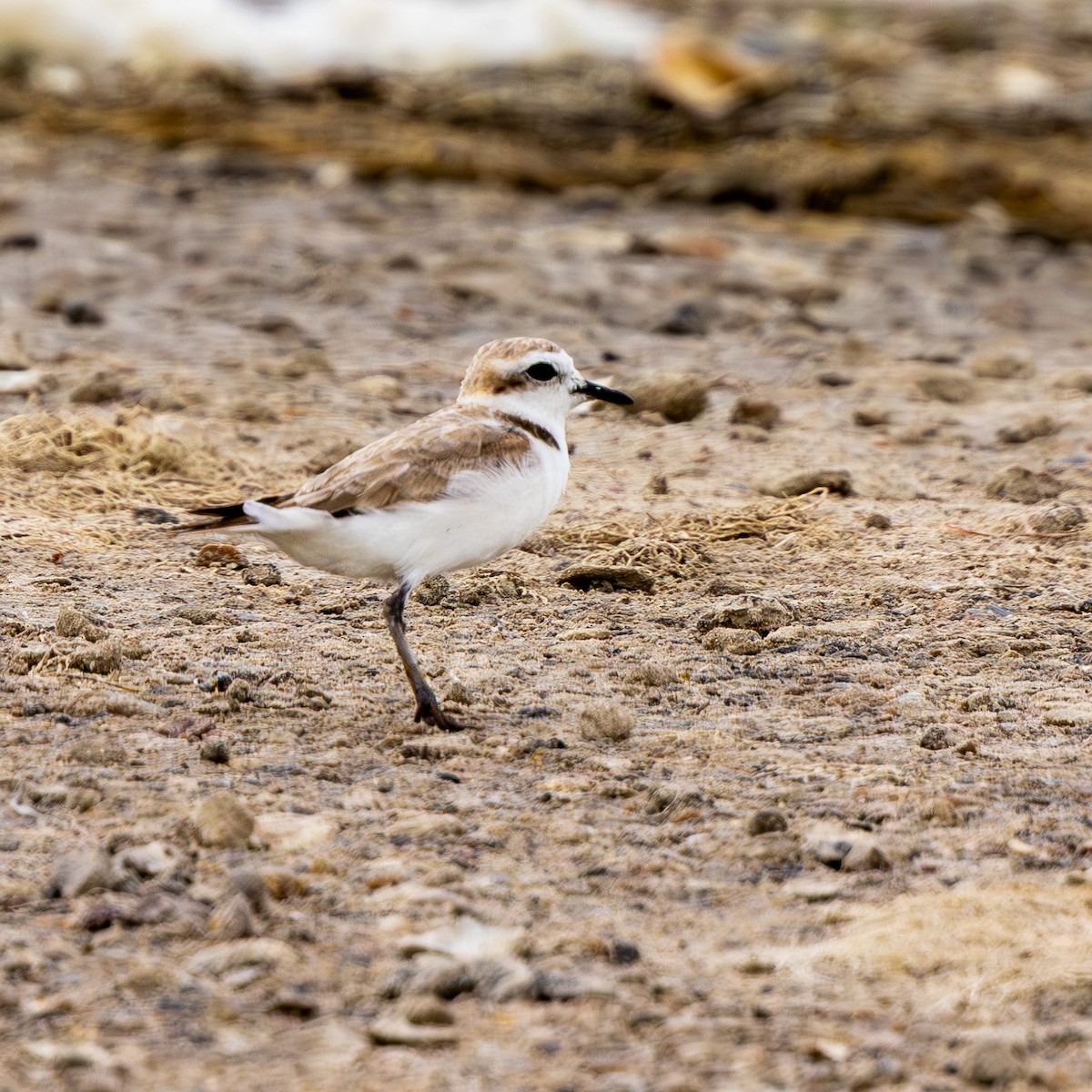 Snowy Plover - ML638998038