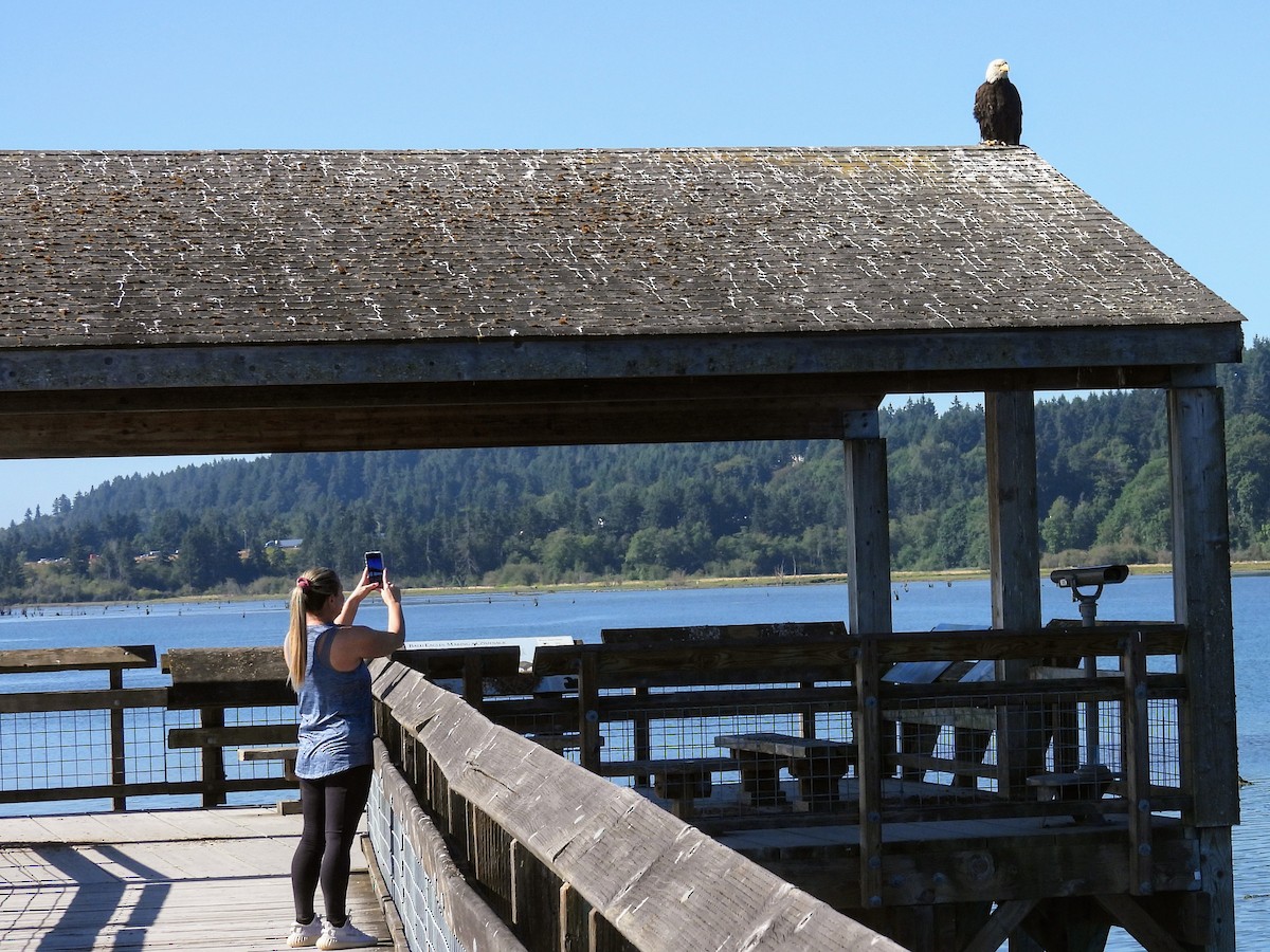 Bald Eagle - ML638998041