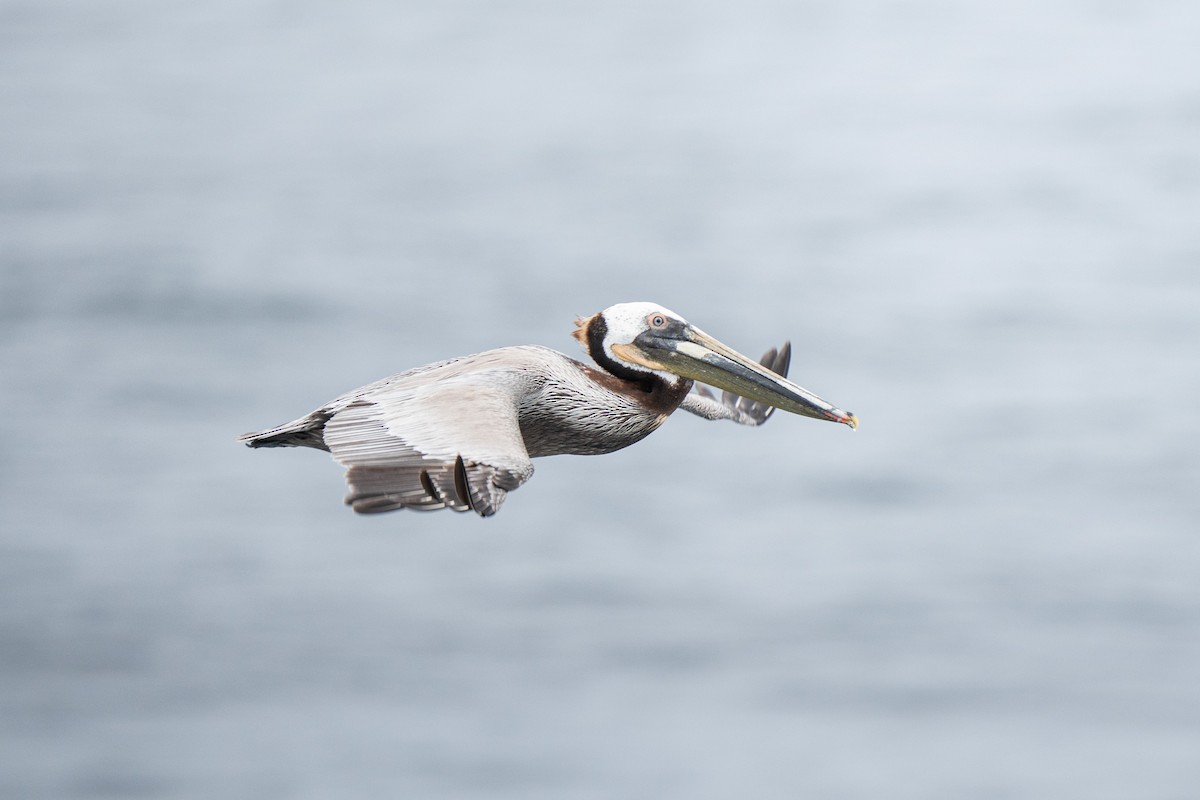 Brown Pelican - ML638998042