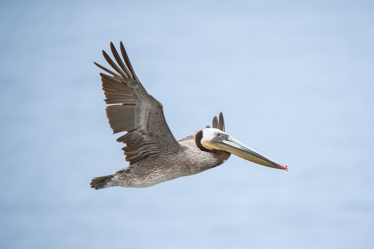 Brown Pelican - ML638998044