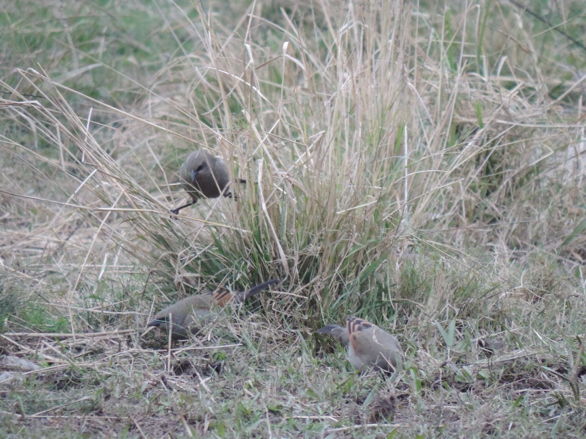 Grayish Baywing - ML638998066