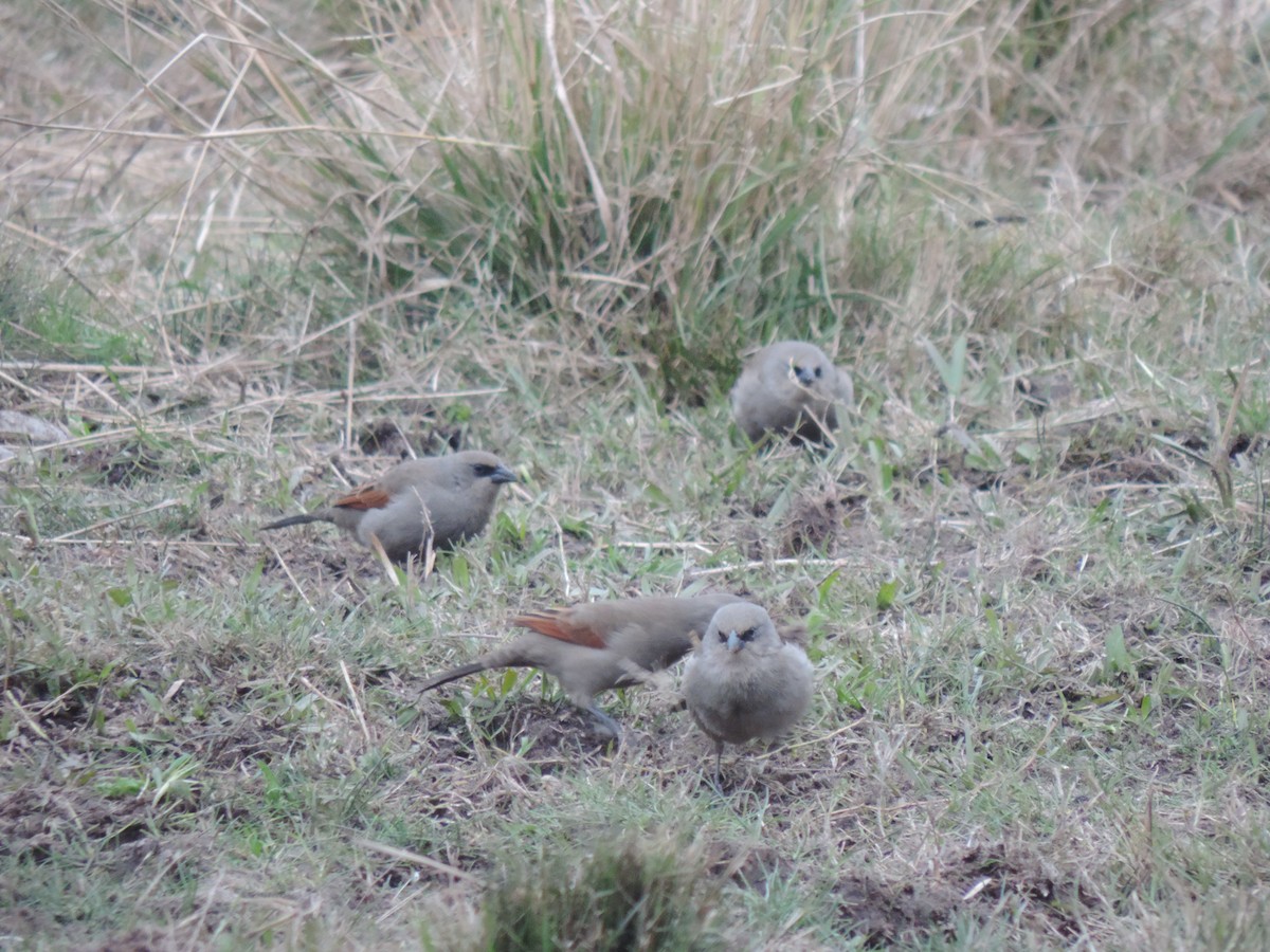 Grayish Baywing - ML638998078