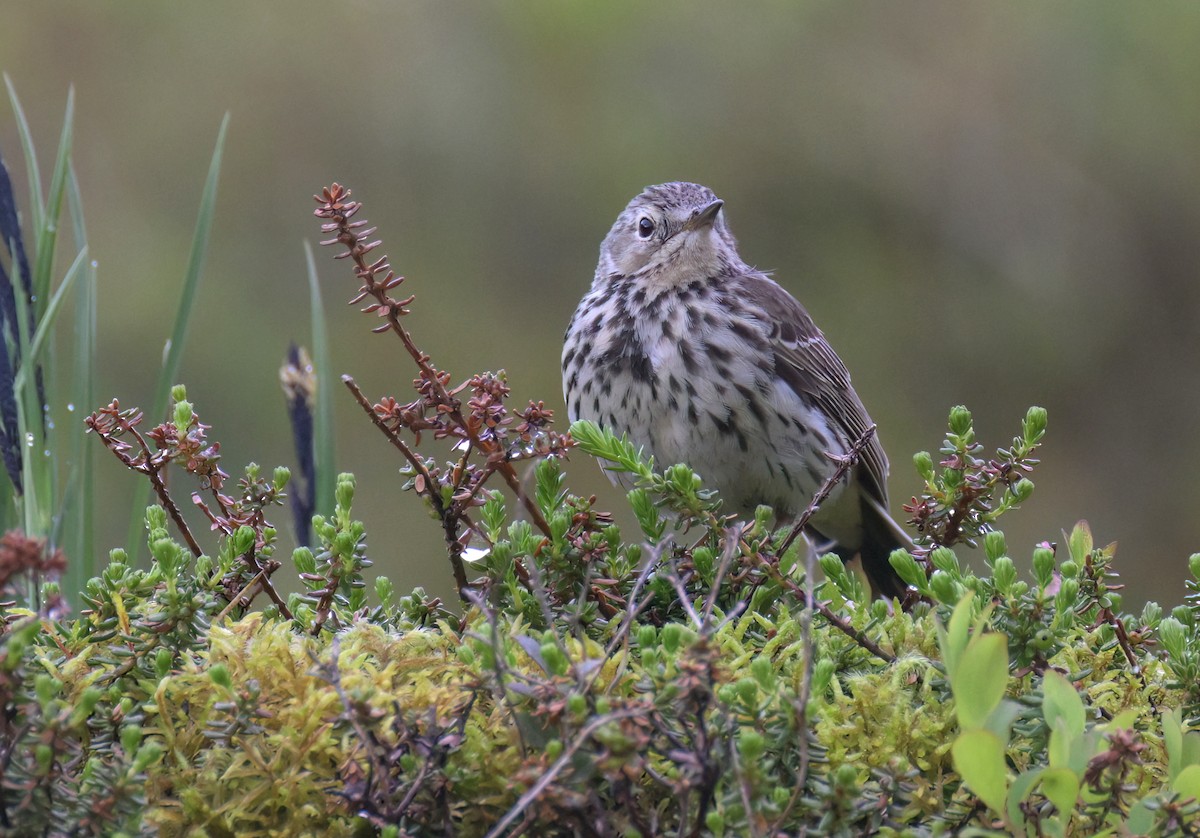 Meadow Pipit - ML638998085