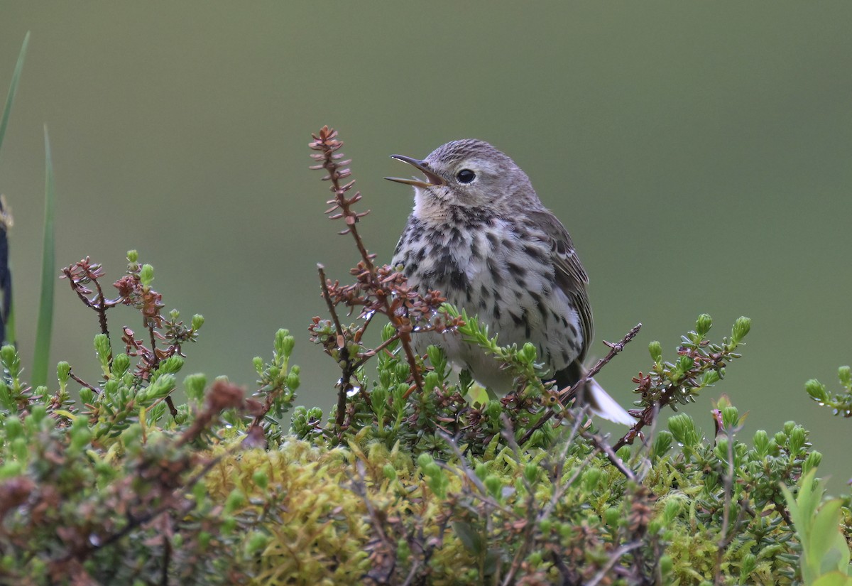 Meadow Pipit - ML638998087