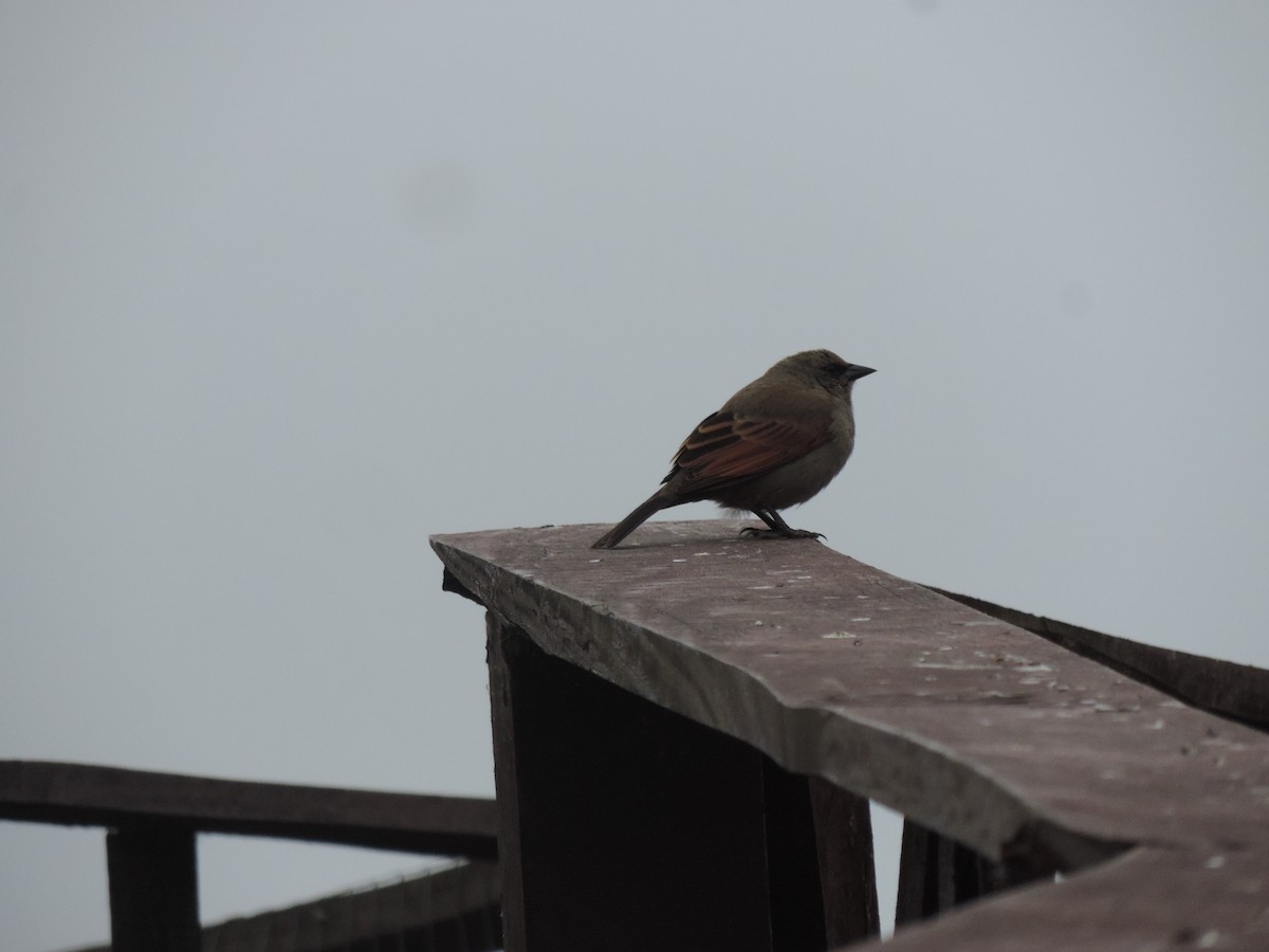 Grayish Baywing - ML638998094