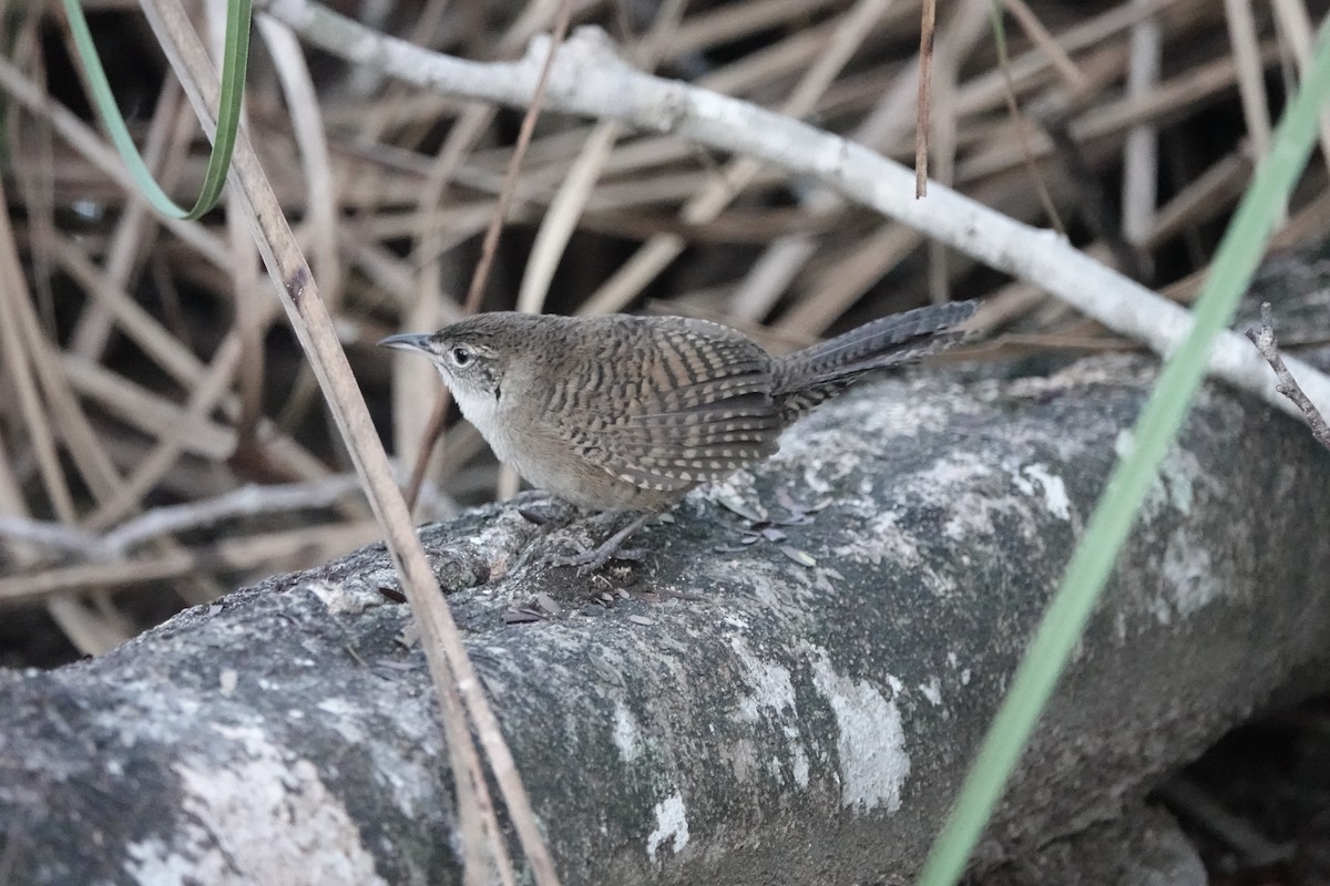 Zapata Wren - ML638998106