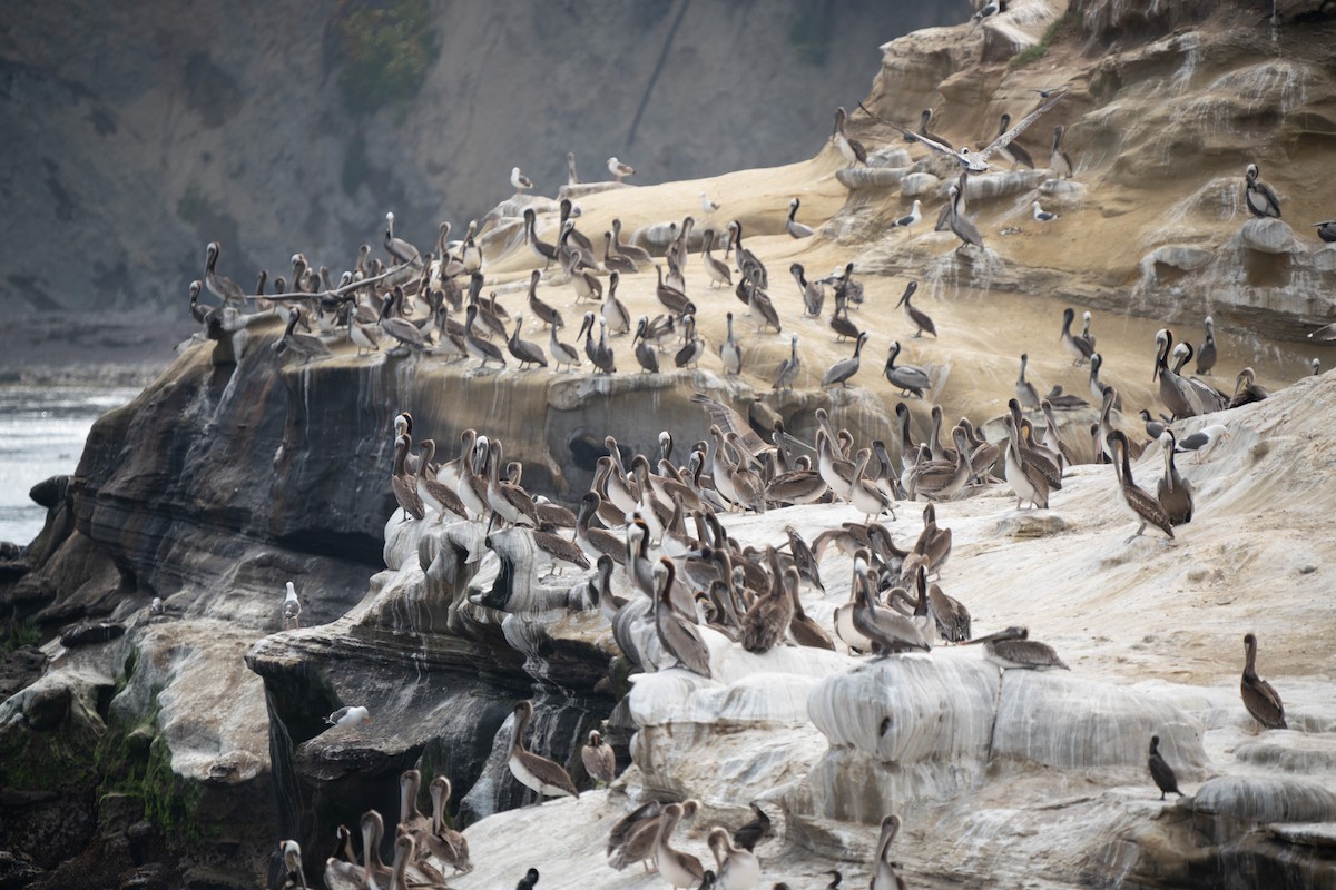 Brown Pelican - ML638998125