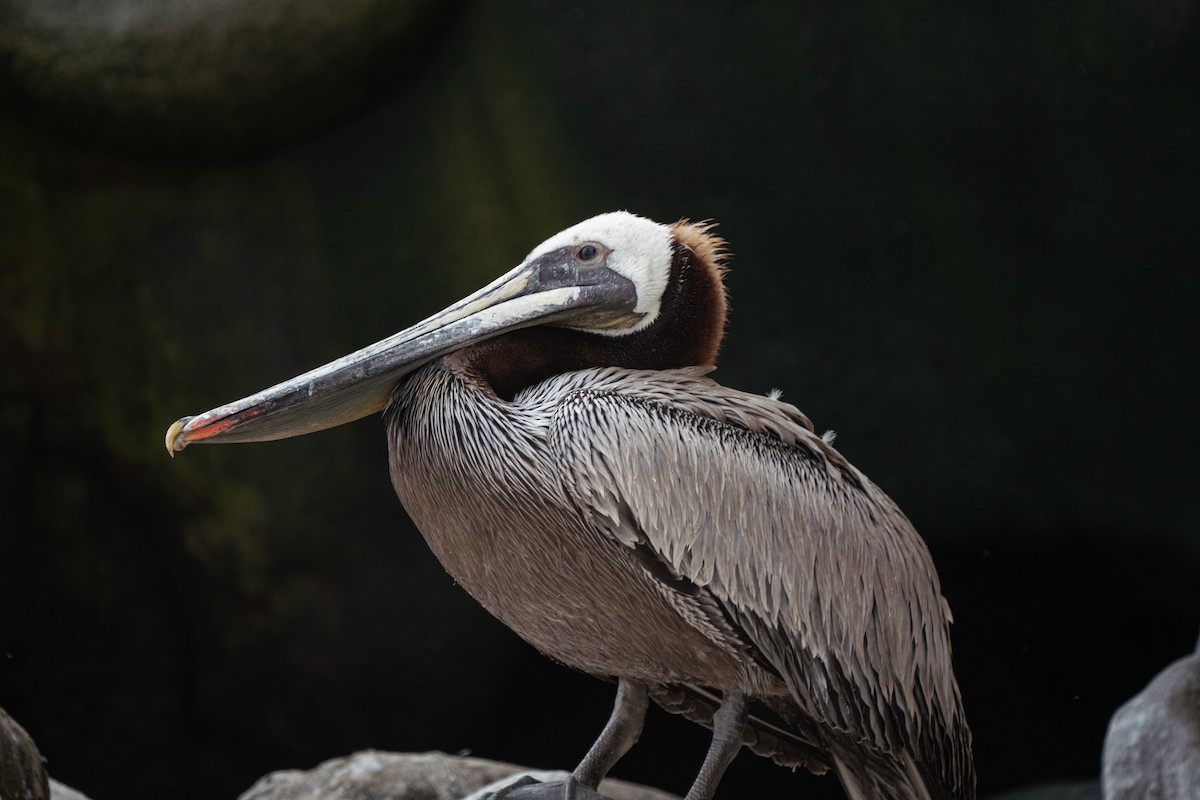 Brown Pelican - ML638998127