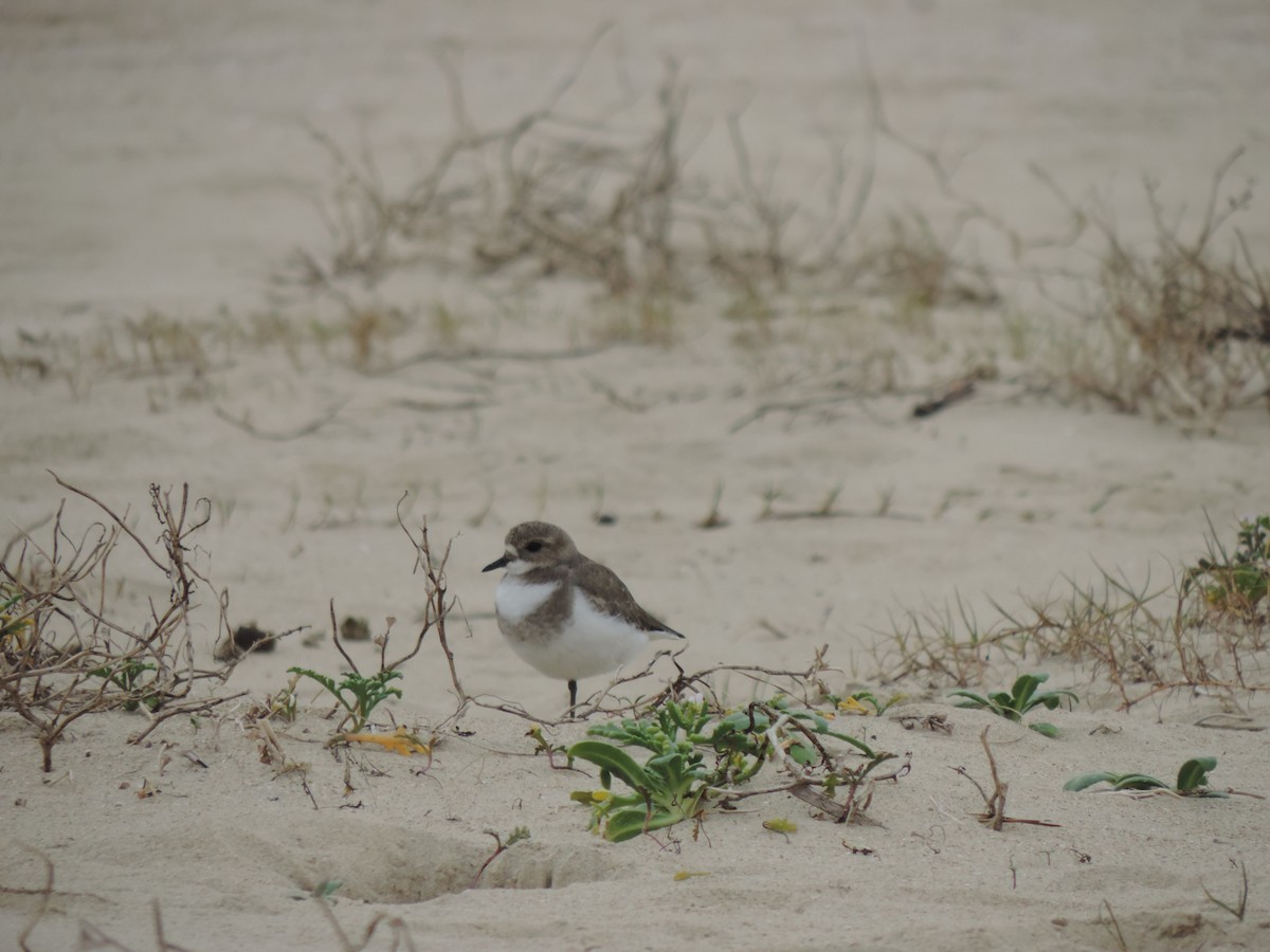 Two-banded Plover - ML638998171