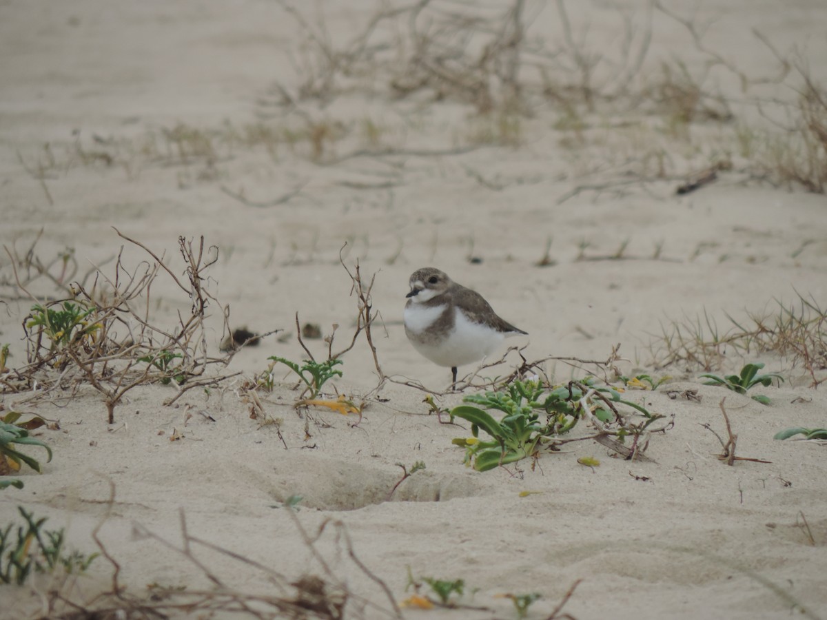 Two-banded Plover - ML638998172