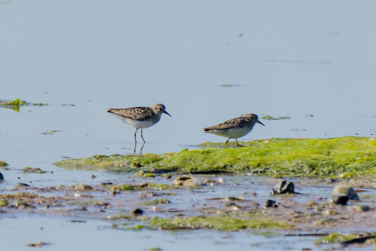Least Sandpiper - ML638998193