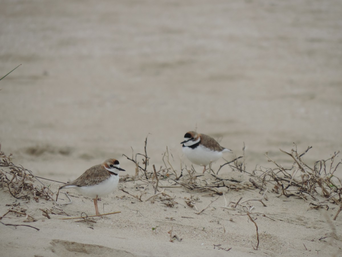 Collared Plover - ML638998201