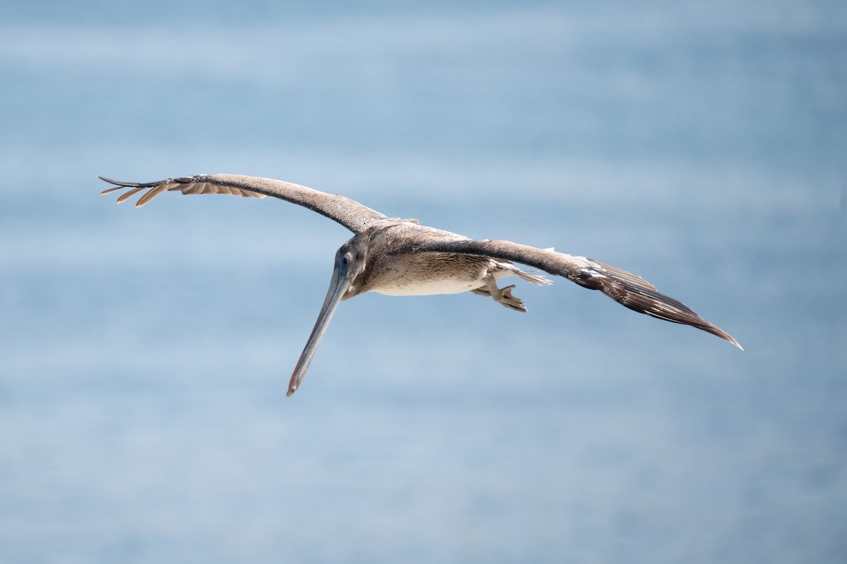 Brown Pelican - ML638998207