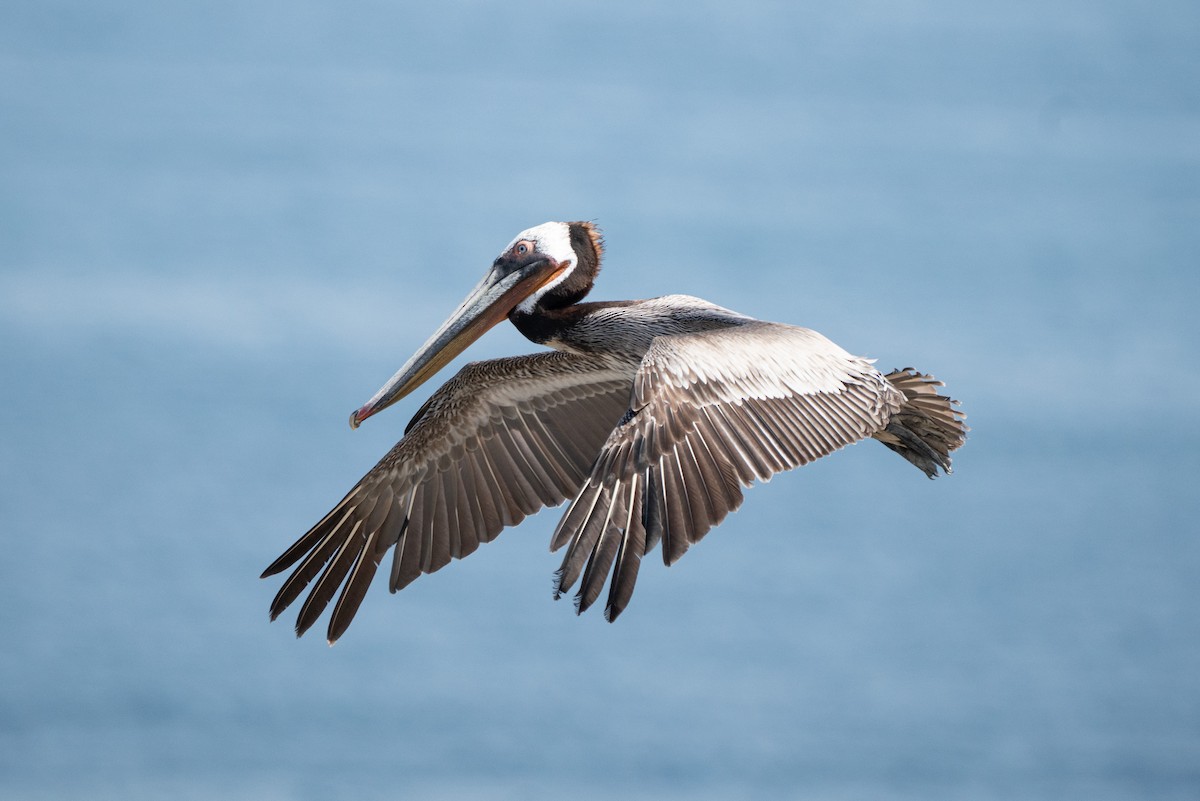 Brown Pelican - ML638998208