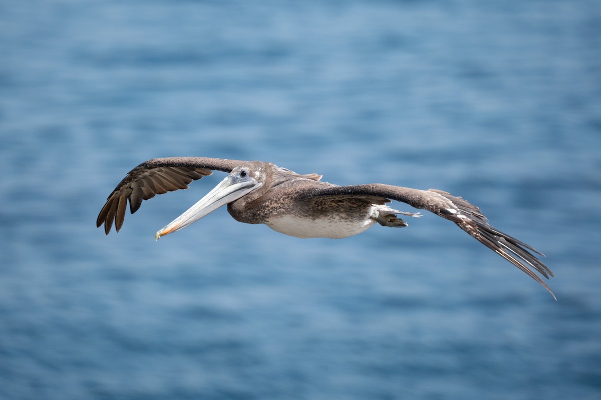 Brown Pelican - ML638998209
