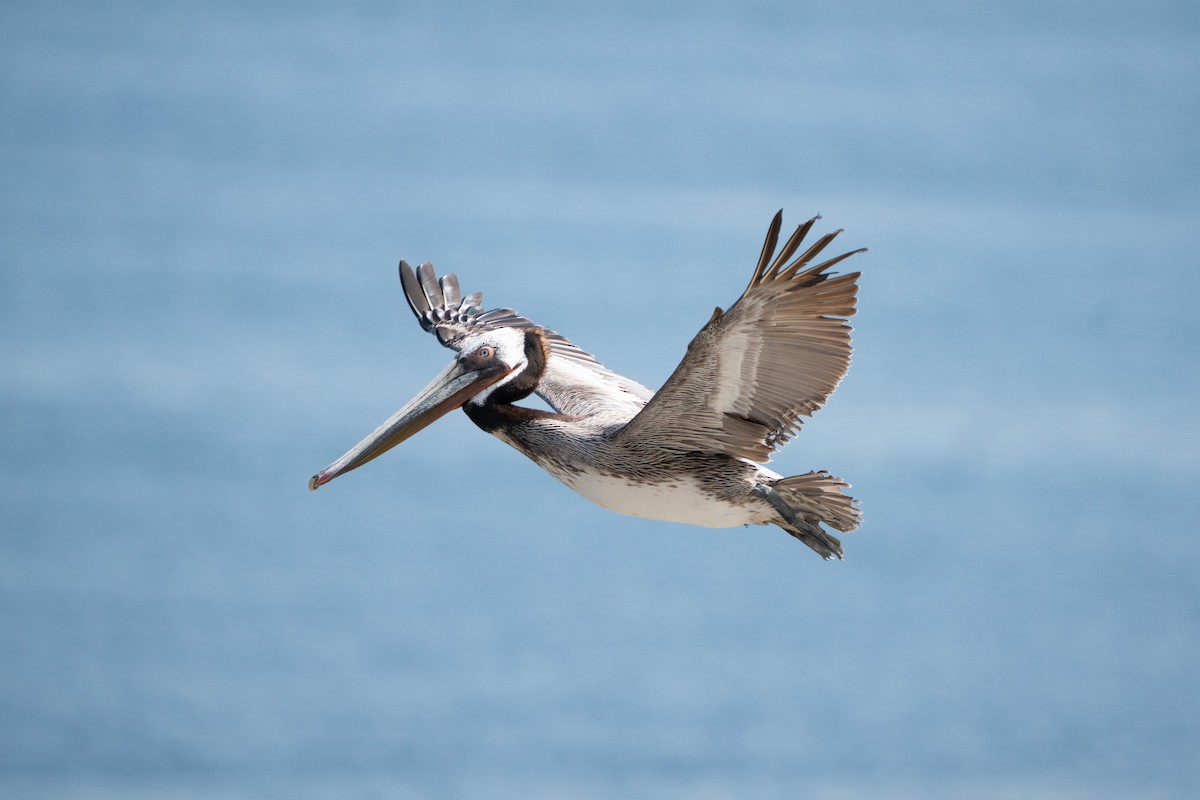 Brown Pelican - ML638998210