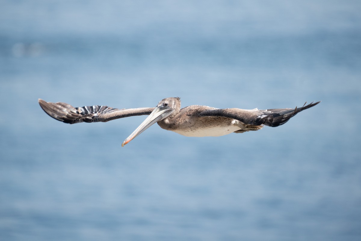 Brown Pelican - ML638998211