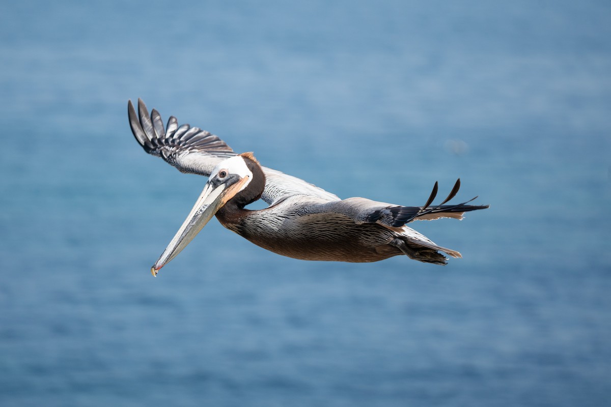 Brown Pelican - ML638998212