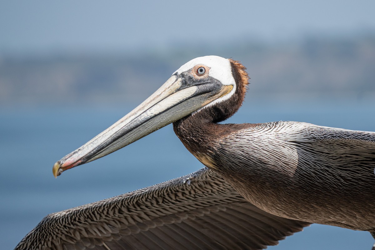 Brown Pelican - ML638998213