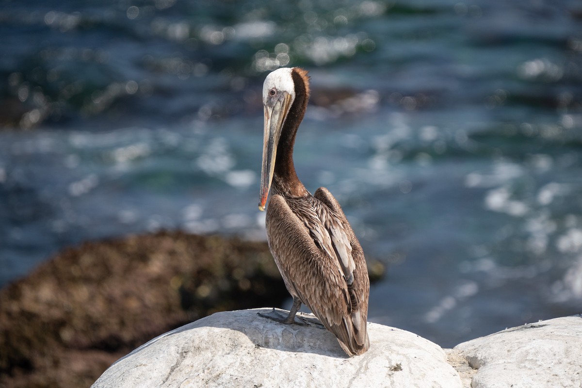 Brown Pelican - ML638998214