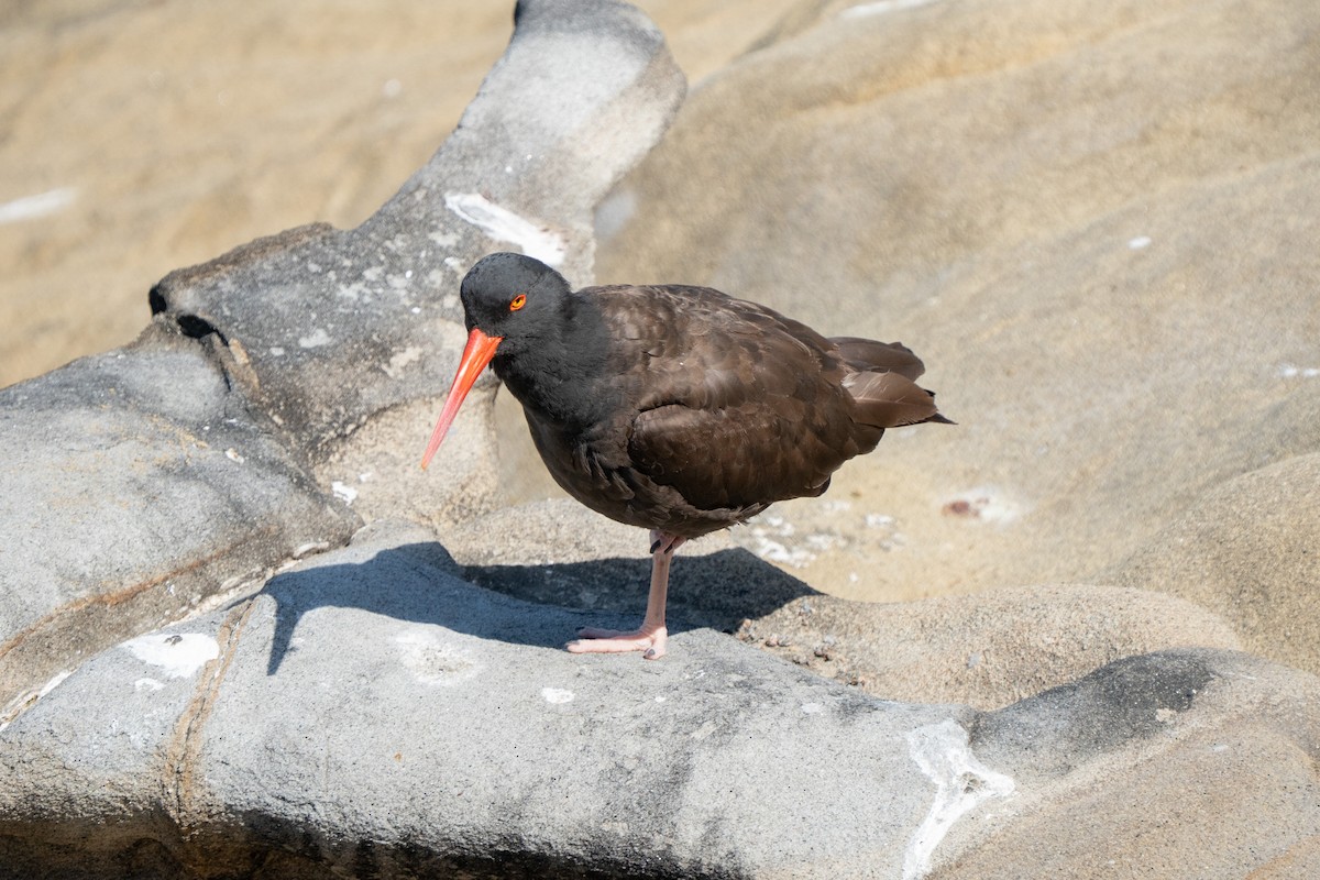 Black Oystercatcher - ML638998235