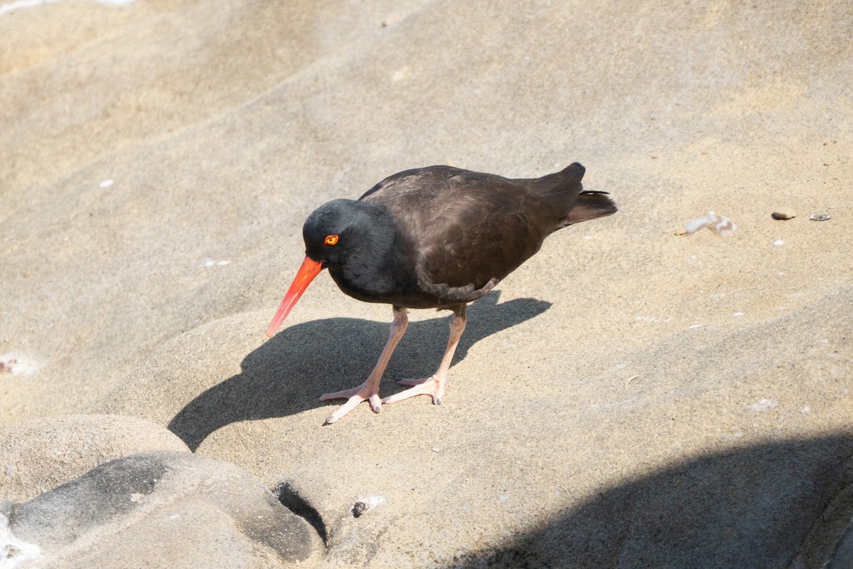 Black Oystercatcher - ML638998236