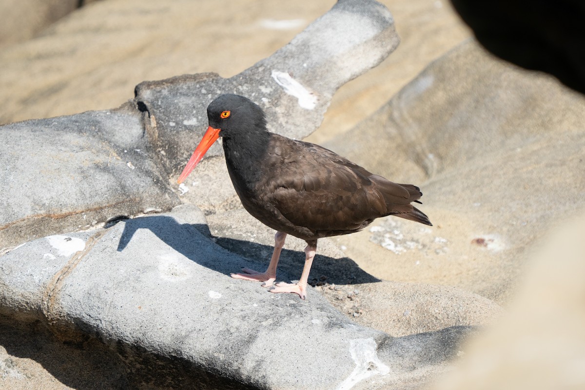 Black Oystercatcher - ML638998237