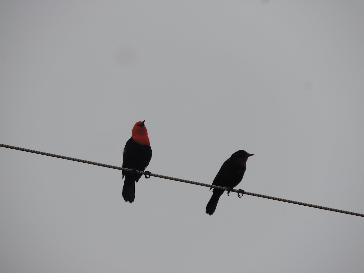 Scarlet-headed Blackbird - ML638998272