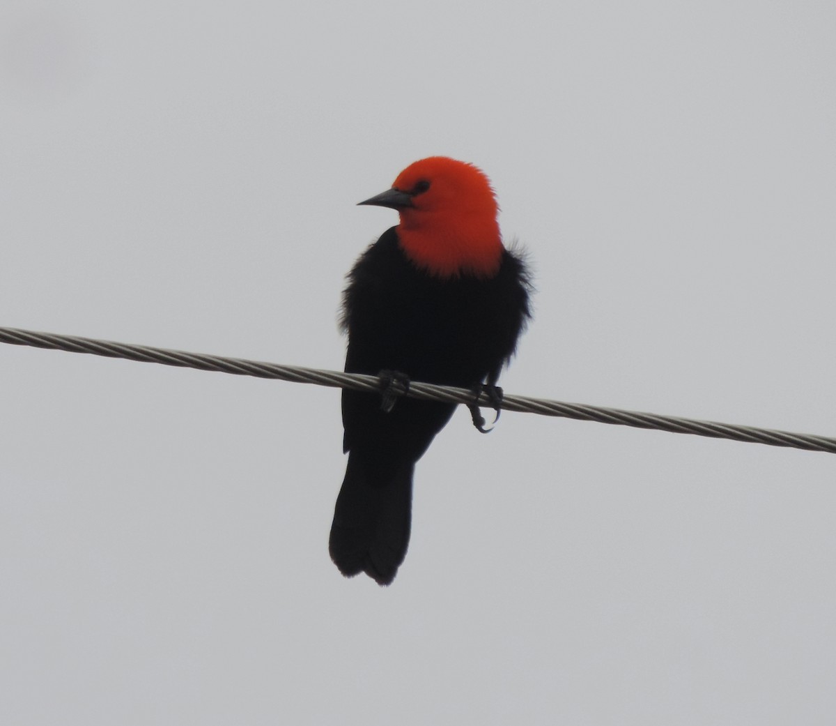 Scarlet-headed Blackbird - ML638998275