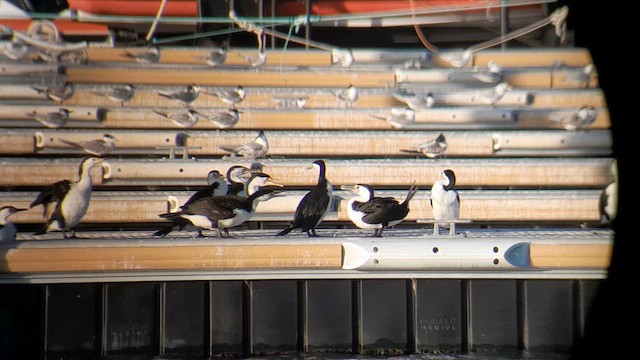 Pied Cormorant - ML638998293