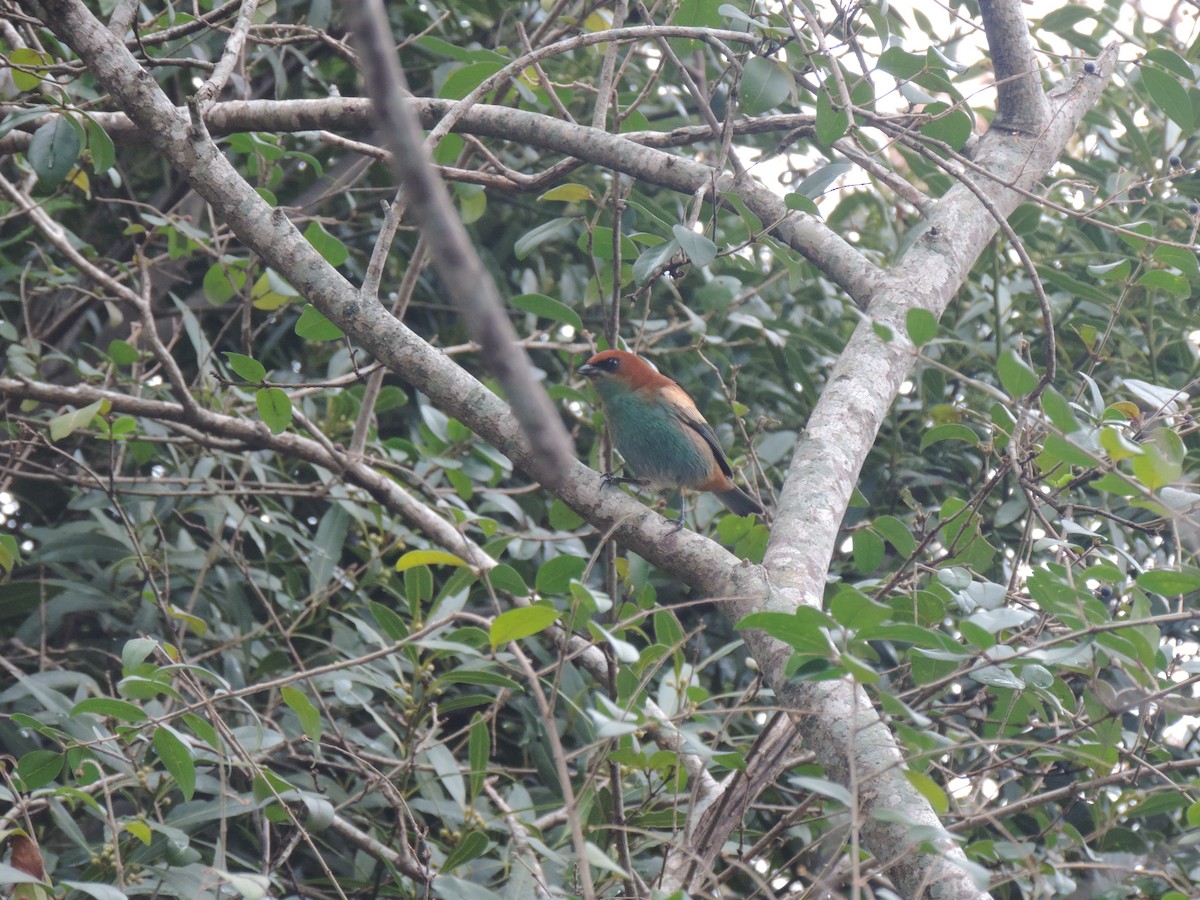 Chestnut-backed Tanager - ML638998351