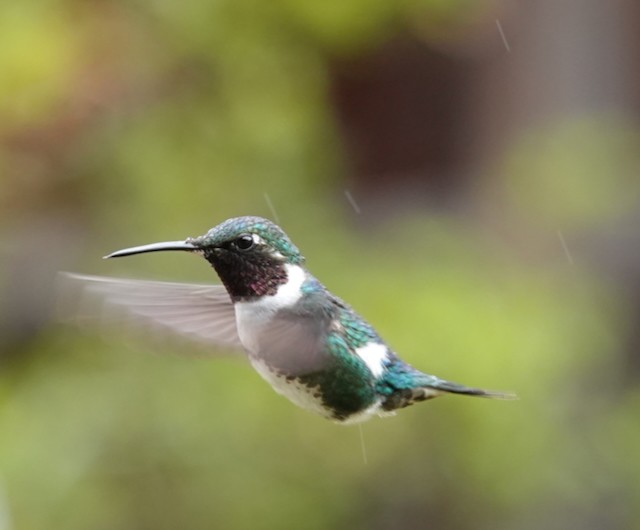 White-bellied Woodstar - ML638998357