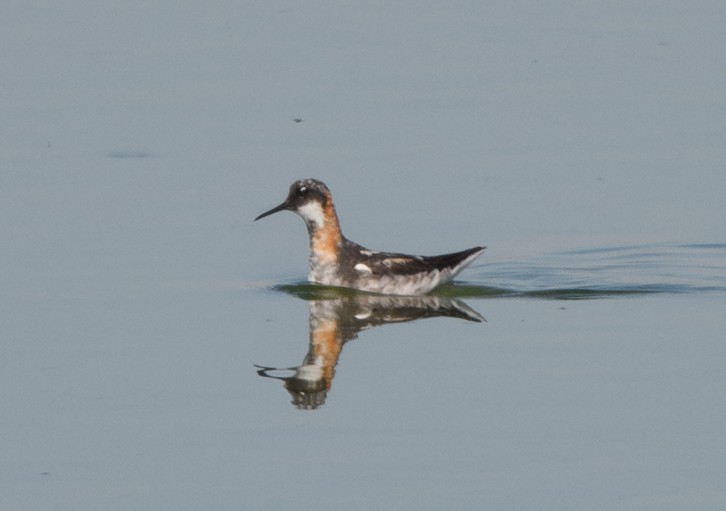 Red-necked Phalarope - ML638998358