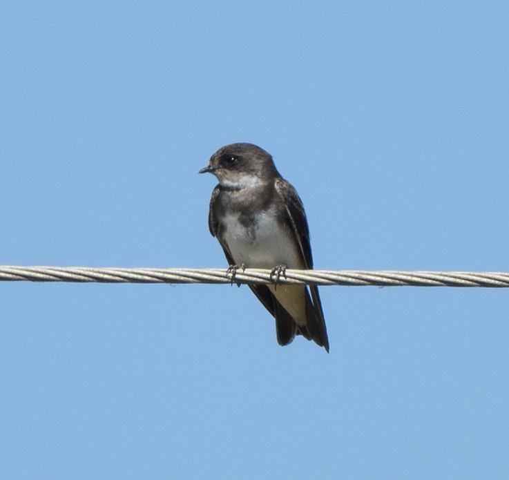 Bank Swallow - ML638998366