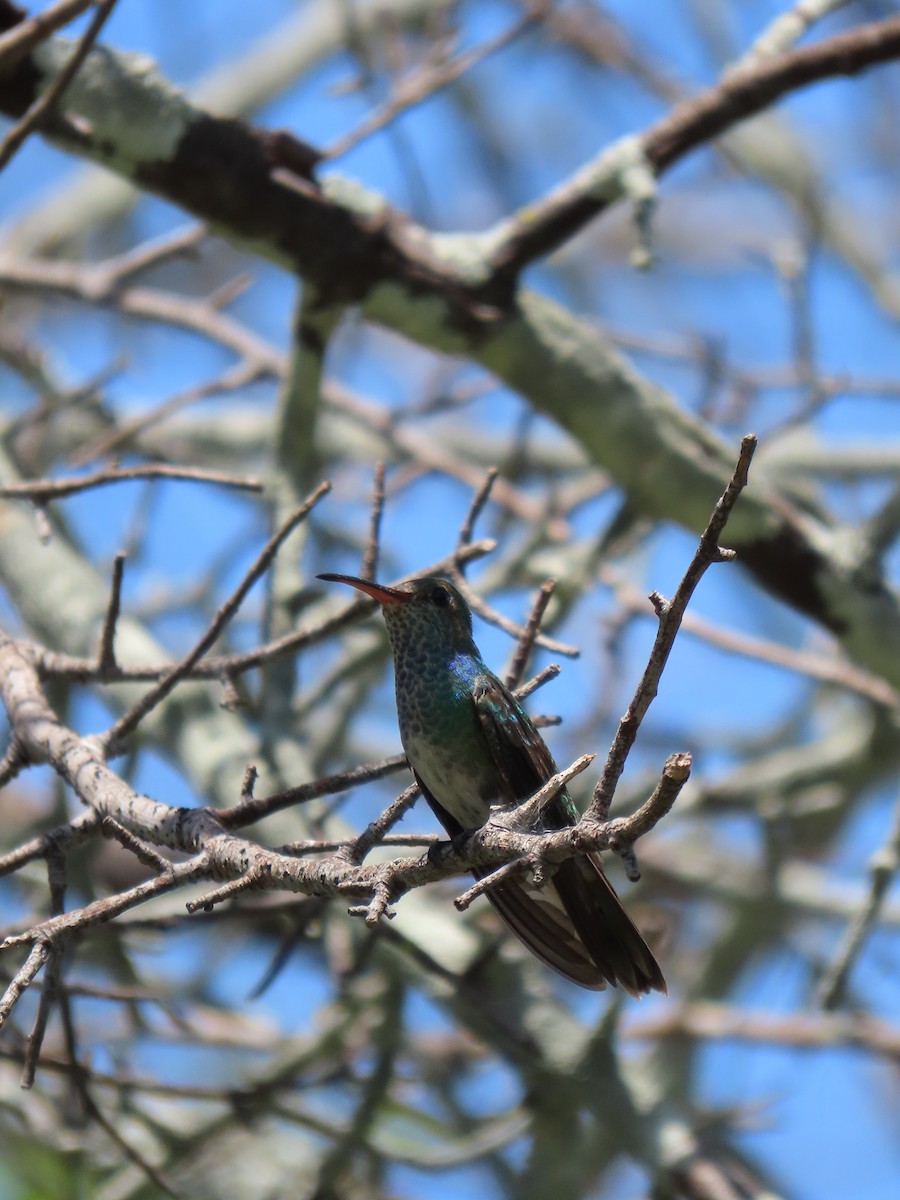 Honduran Emerald - ML638998370