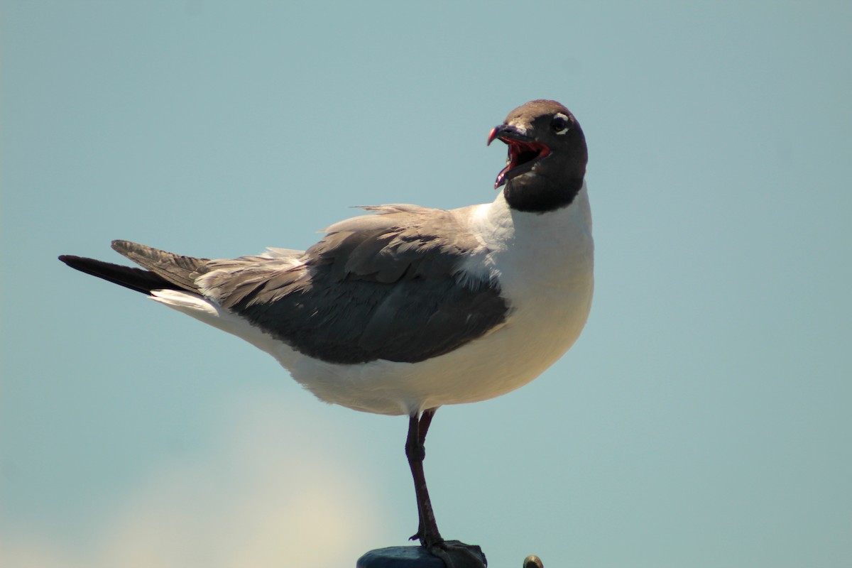 Laughing Gull - ML638998376