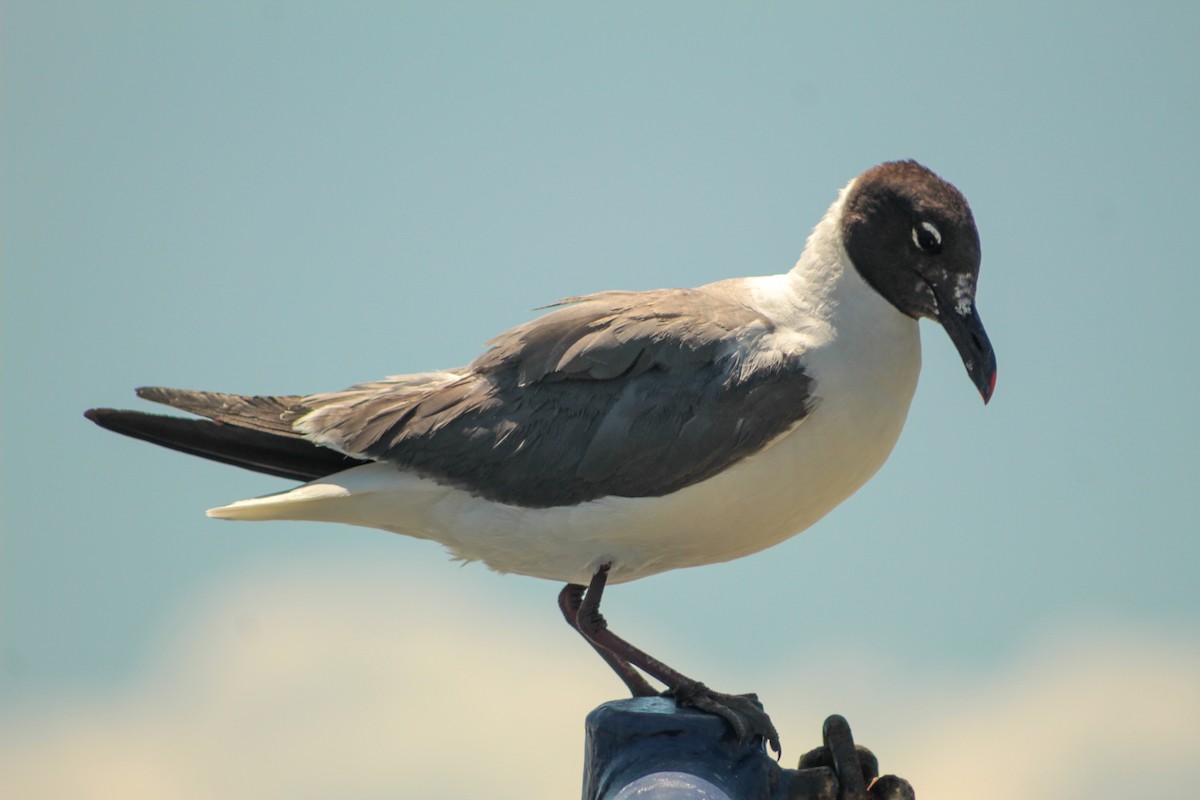 Laughing Gull - ML638998377