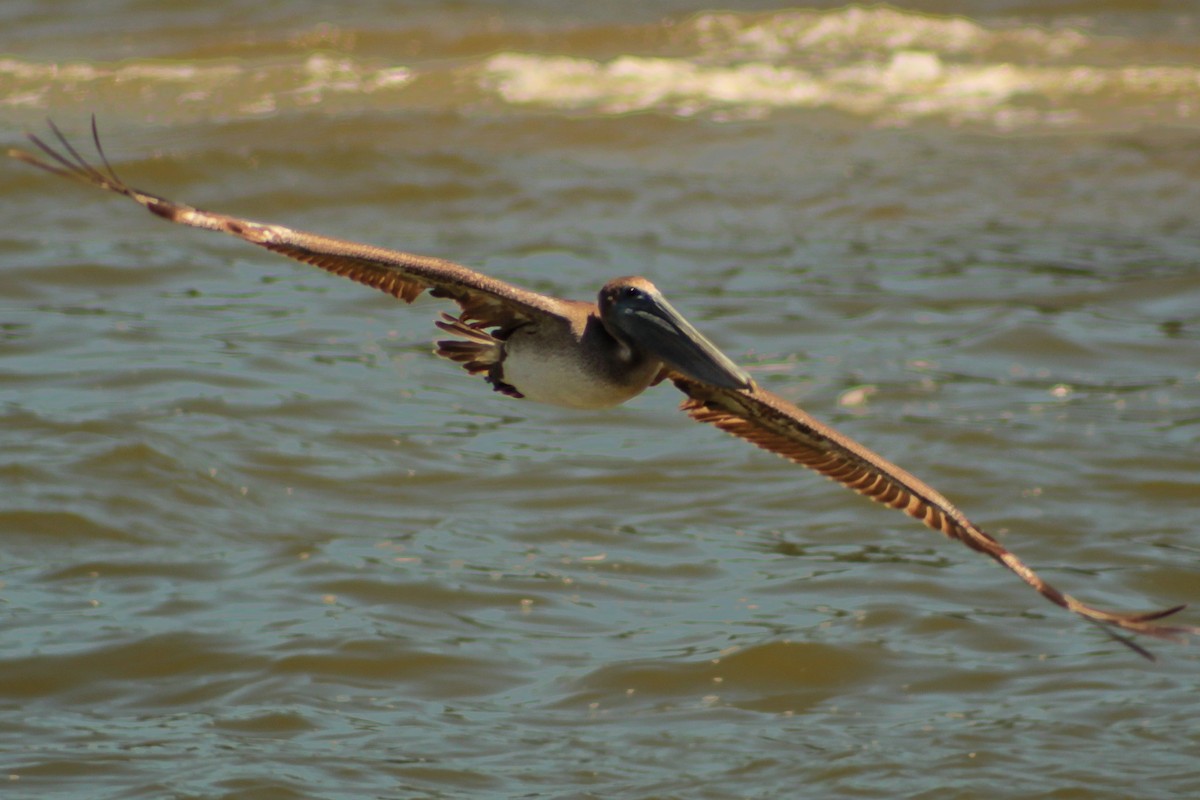 Brown Pelican - ML638998381