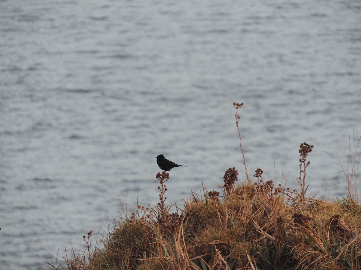 Crested Black-Tyrant - ML638998403