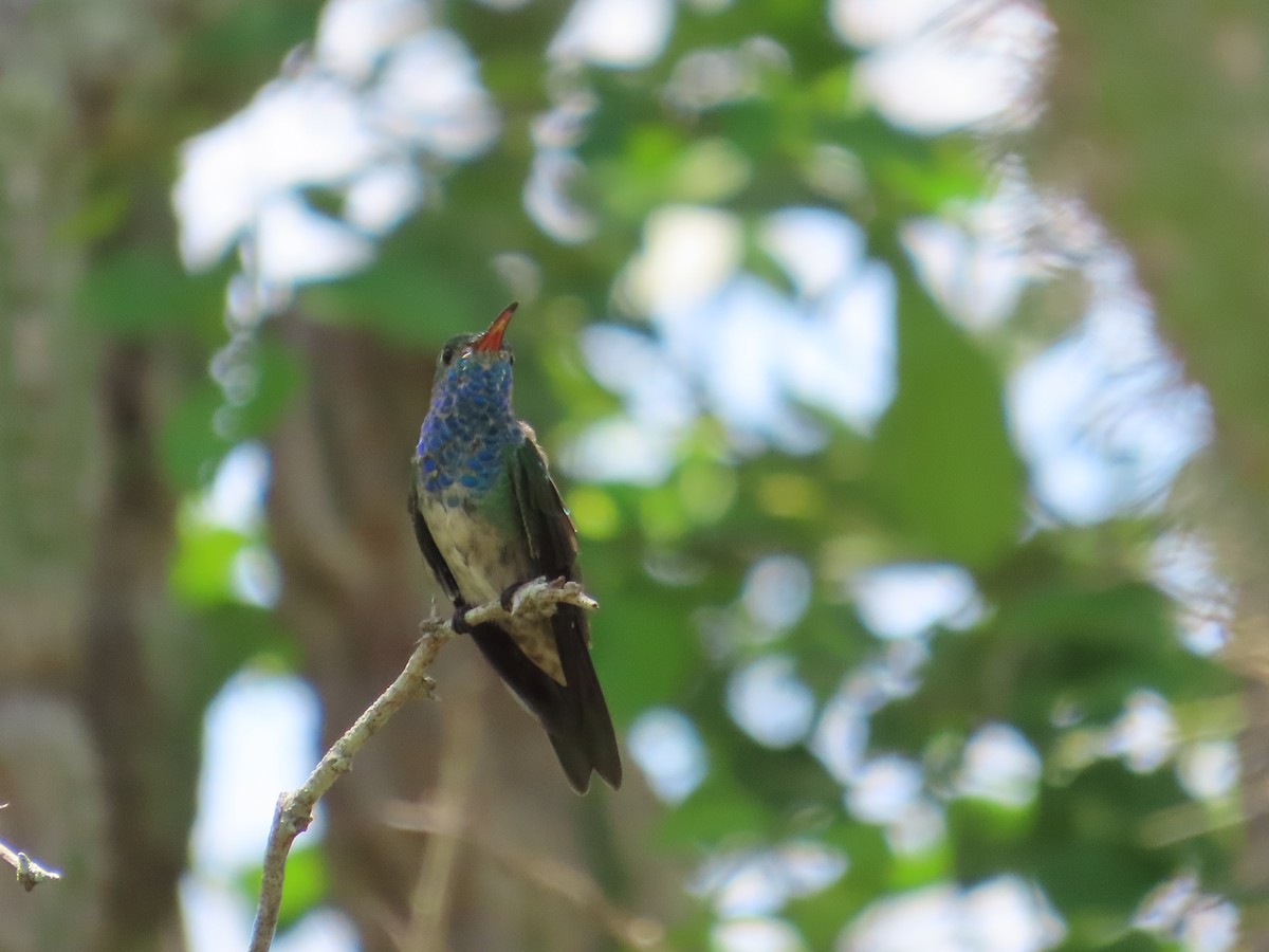 Honduran Emerald - ML638998418