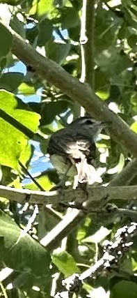 Warbling Vireo - ML638998425