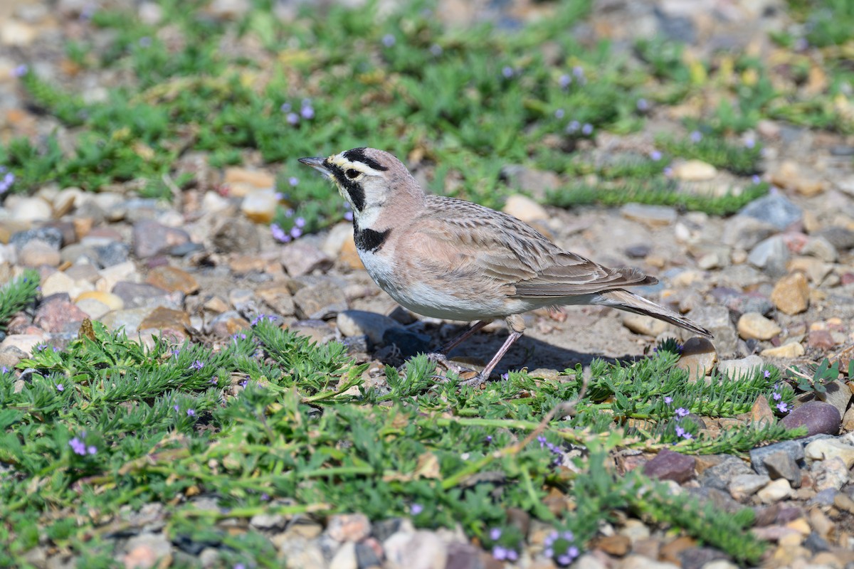 Horned Lark - ML638998433