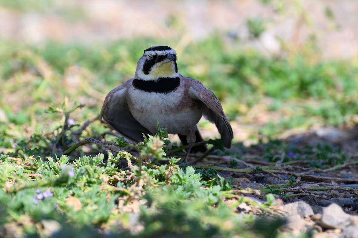 Horned Lark - ML638998434
