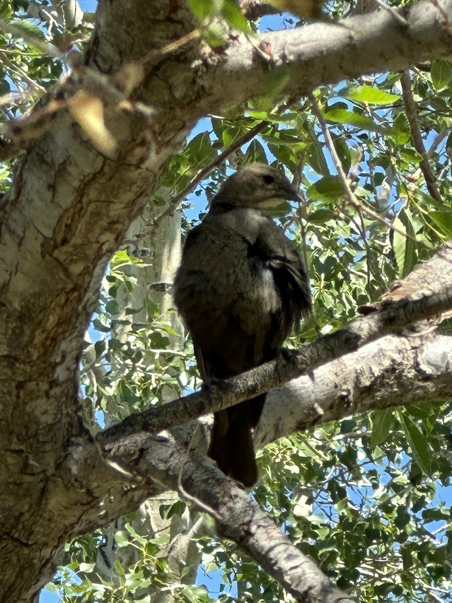 Brown-headed Cowbird - ML638998439