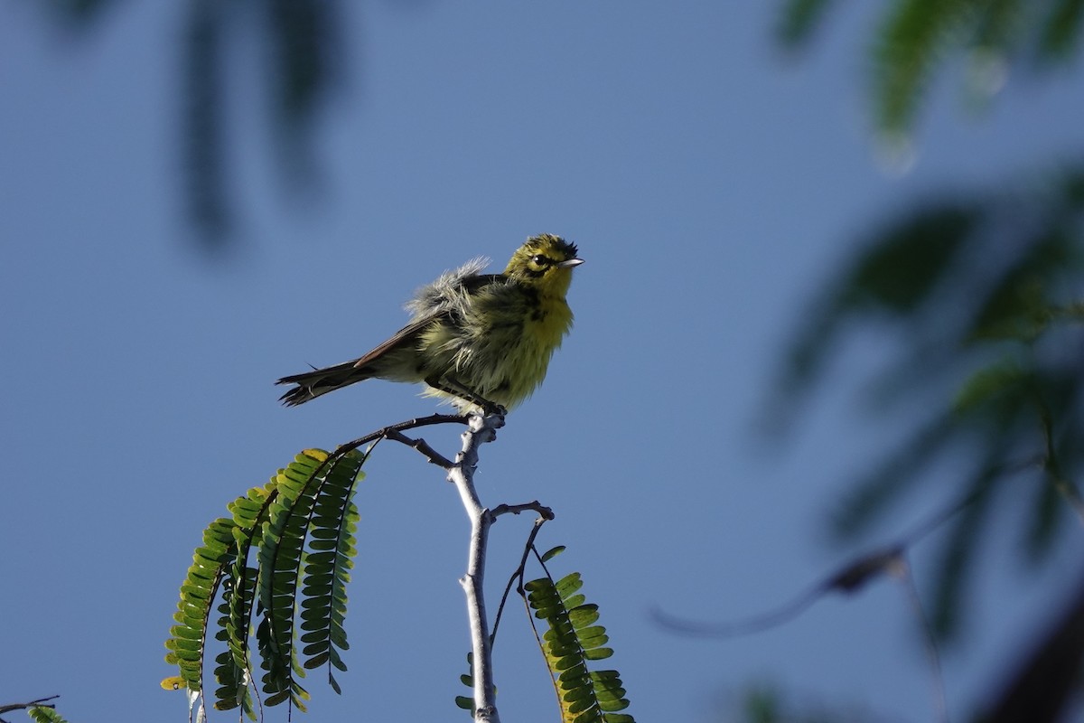 Prairie Warbler - ML638998475